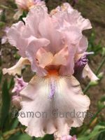 Iris Cloudia
